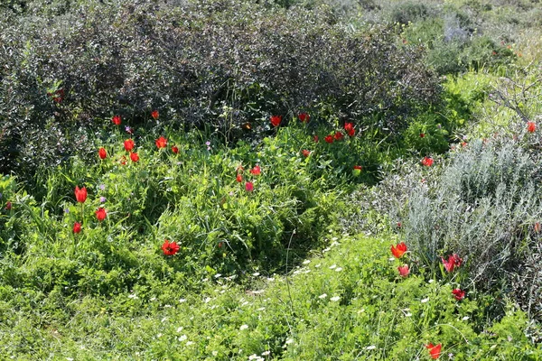 Plantas Primavera Flores Norte Del Estado Israel — Foto de Stock