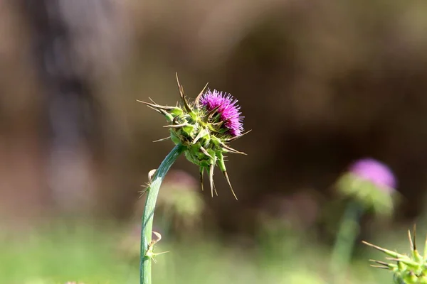 Plantas Primavera Flores Norte Estado Israel — Fotografia de Stock