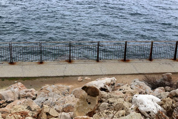 Metal Fence Shores Mediterranean Northern Israel — Stock Photo, Image