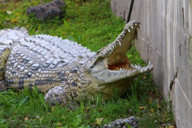 nehir kıyısında kreş Hamat Gader Kuzey İsrail timsahlar yaşıyor 