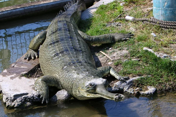 Krokodile Leben Flussufer Der Baumschule Hamat Gader Nordisrael — Stockfoto