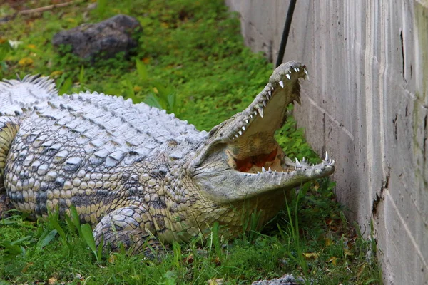 Crocodiles Live River Bank Nursery Hamat Gader Northern Israel — Stock Photo, Image