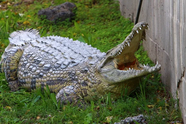 Crocodilos Vivem Margem Rio Berçário Hamat Gader Norte Israel — Fotografia de Stock