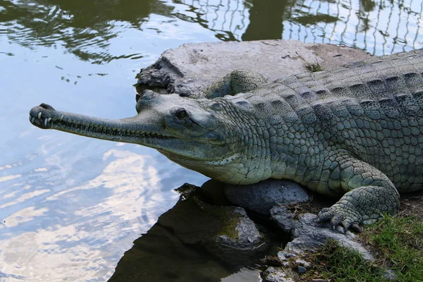 Crocodiles Vivent Sur Rive Rivière Dans Pépinière Hamat Gader Dans — Photo