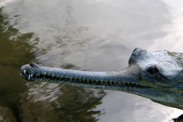 Крокодилы Живут Берегу Реки Питомнике Хамат Гейдер Севере Израиля — стоковое фото