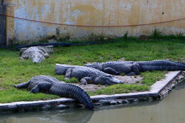 nehir kıyısında kreş Hamat Gader Kuzey İsrail timsahlar yaşıyor 