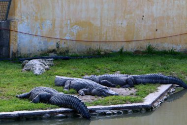 nehir kıyısında kreş Hamat Gader Kuzey İsrail timsahlar yaşıyor 
