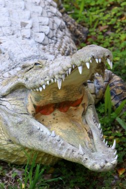 nehir kıyısında kreş Hamat Gader Kuzey İsrail timsahlar yaşıyor 