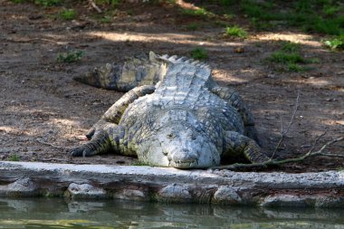 nehir kıyısında kreş Hamat Gader Kuzey İsrail timsahlar yaşıyor 