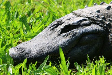 nehir kıyısında kreş Hamat Gader Kuzey İsrail timsahlar yaşıyor 