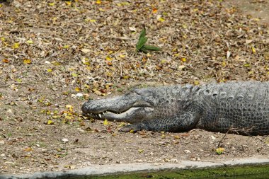 nehir kıyısında kreş Hamat Gader Kuzey İsrail timsahlar yaşıyor 