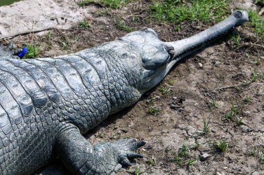 nehir kıyısında kreş Hamat Gader Kuzey İsrail timsahlar yaşıyor 
