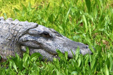 nehir kıyısında kreş Hamat Gader Kuzey İsrail timsahlar yaşıyor 