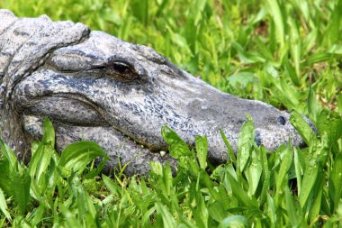 nehir kıyısında kreş Hamat Gader Kuzey İsrail timsahlar yaşıyor 