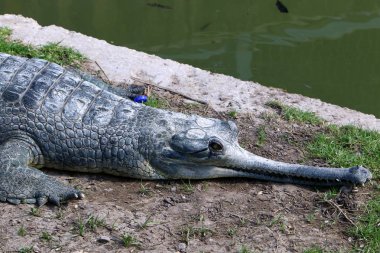 nehir kıyısında kreş Hamat Gader Kuzey İsrail timsahlar yaşıyor 