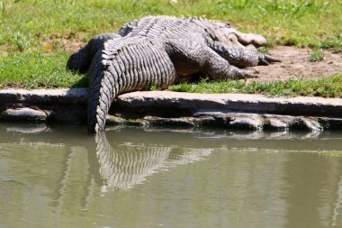 nehir kıyısında kreş Hamat Gader Kuzey İsrail timsahlar yaşıyor 