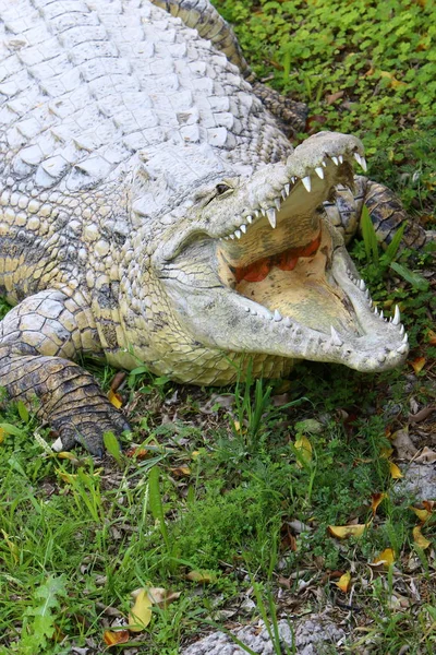 保育園ではイスラエル北部のハマト Gader 川の銀行に住んでいるワニ — ストック写真