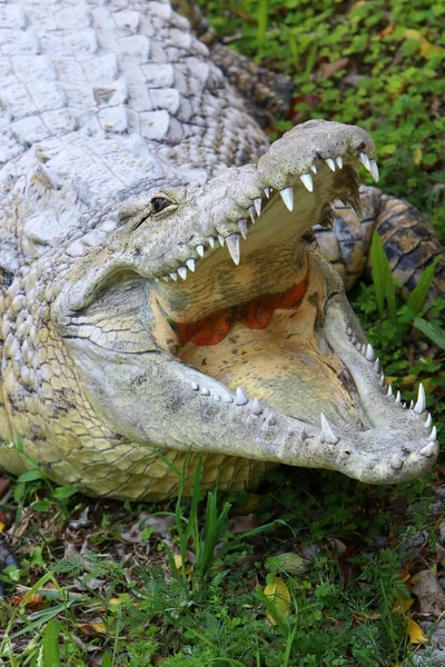 Crocodilos Vivem Margem Rio Berçário Hamat Gader Norte Israel — Fotografia de Stock