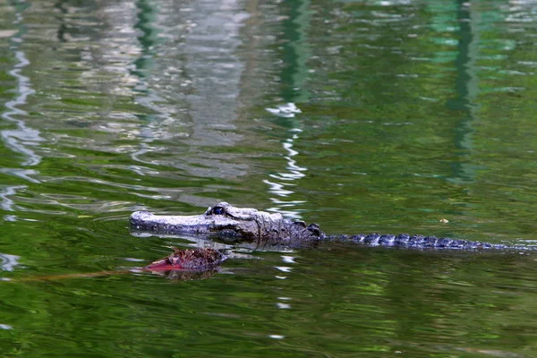 Coccodrilli Vivono Sulla Riva Del Fiume Nella Scuola Materna Hamat — Foto Stock