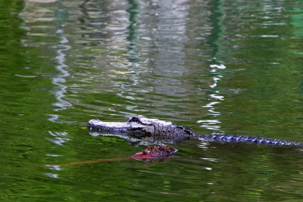 Crocodilos Vivem Margem Rio Berçário Hamat Gader Norte Israel — Fotografia de Stock