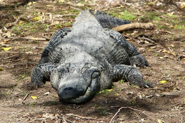 Crocodilos Vivem Margem Rio Berçário Hamat Gader Norte Israel — Fotografia de Stock