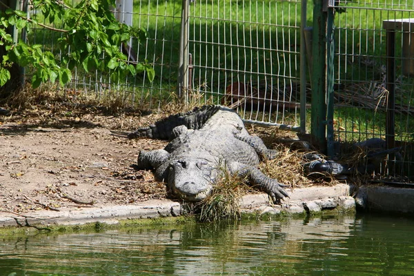 Crocodilos Vivem Margem Rio Berçário Hamat Gader Norte Israel — Fotografia de Stock