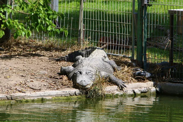 Crocodiles Vivent Sur Rive Rivière Dans Pépinière Hamat Gader Dans — Photo