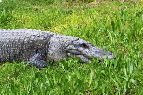 Crocodiles Vivent Sur Rive Rivière Dans Pépinière Hamat Gader Dans — Photo