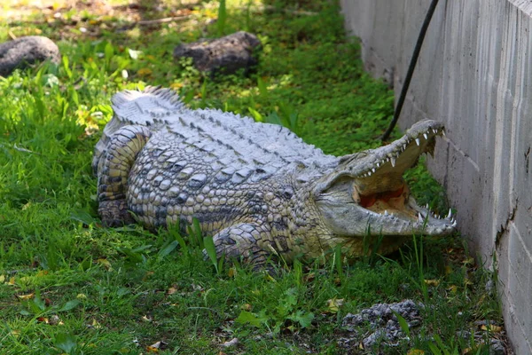 Crocodiles Live River Bank Nursery Hamat Gader Northern Israel — Stock Photo, Image