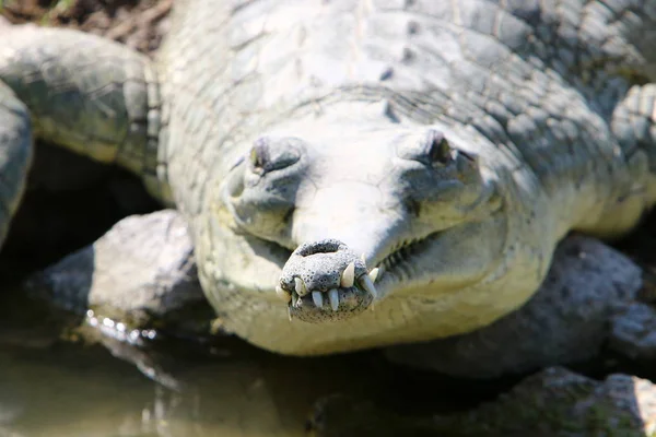 Crocodiles Vivent Sur Rive Rivière Dans Pépinière Hamat Gader Dans — Photo