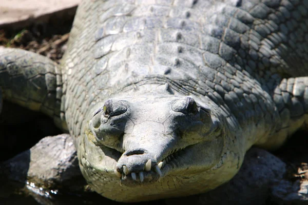 Crocodilos Vivem Margem Rio Berçário Hamat Gader Norte Israel — Fotografia de Stock