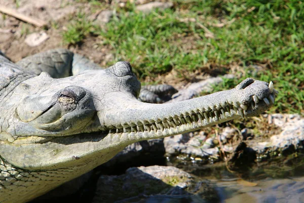 Crocodiles Vivent Sur Rive Rivière Dans Pépinière Hamat Gader Dans — Photo