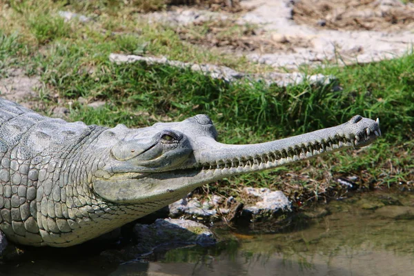 Crocodiles Vivent Sur Rive Rivière Dans Pépinière Hamat Gader Dans — Photo