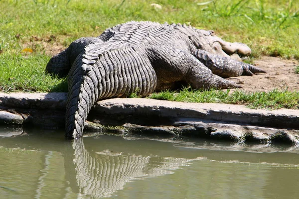 Crocodiles Vivent Sur Rive Rivière Dans Pépinière Hamat Gader Dans — Photo