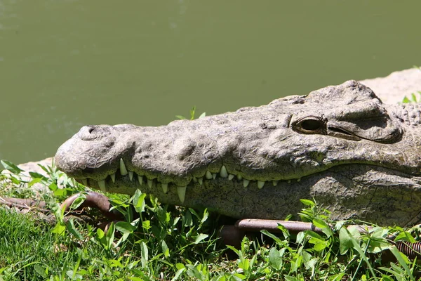 Krokodile Leben Flussufer Der Baumschule Hamat Gader Nordisrael — Stockfoto