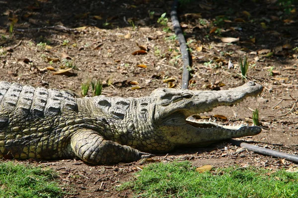 Crocodilos Vivem Margem Rio Berçário Hamat Gader Norte Israel — Fotografia de Stock