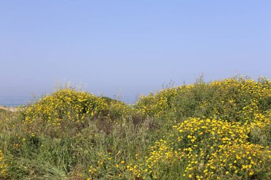 Akdeniz'de İsrail devletinin kuzey kıyısında 