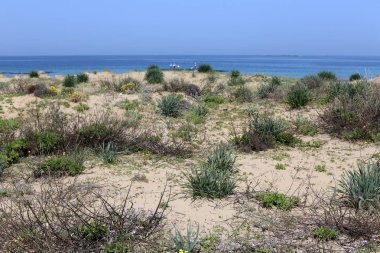 Akdeniz'de İsrail devletinin kuzey kıyısında 