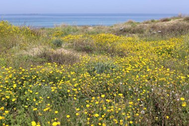 Akdeniz'de İsrail devletinin kuzey kıyısında 