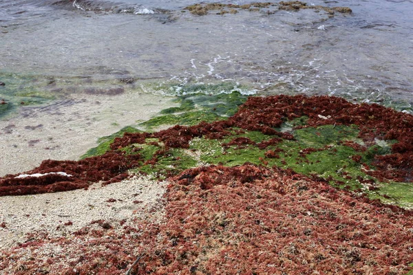 Côte Mer Méditerranée Nord État Israël — Photo