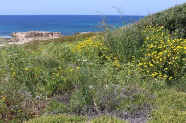 Akdeniz'de İsrail devletinin kuzey kıyısında  