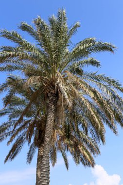 Israil devletinin kuzeyinde bahar bitkiler ve çiçekler 