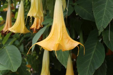 Israil devletinin kuzeyinde bahar bitkiler ve çiçekler 