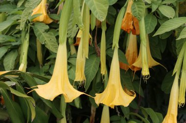 Israil devletinin kuzeyinde bahar bitkiler ve çiçekler 