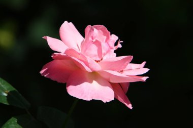 Israil devletinin kuzeyinde bahar bitkiler ve çiçekler 