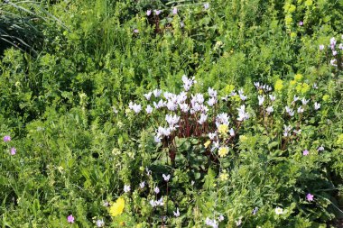 Israil devletinin kuzeyinde bahar bitkiler ve çiçekler 
