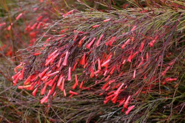 Israil devletinin kuzeyinde bahar bitkiler ve çiçekler 