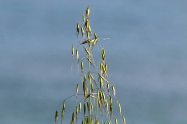 Israil devletinin kuzeyinde bahar bitkiler ve çiçekler 
