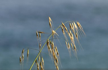 Israil devletinin kuzeyinde bahar bitkiler ve çiçekler 