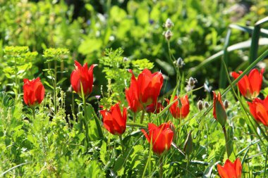 Israil devletinin kuzeyinde bahar bitkiler ve çiçekler 